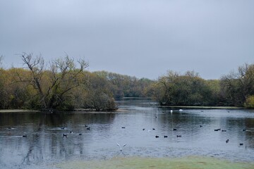 Beautiful view of a lake with birds in Sir David Attenborough Nature park
