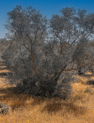 Olive trees in Andalusia