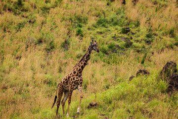 a female african giraffe with a red-billed buffalo starling on her neck in an African nature reserve