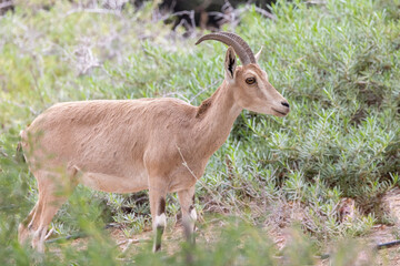 Naklejka na ściany i meble Young Nubian ibex on a tee (Capra nubiana) is a desert-dwelling goat species found in mountainous areas of Algeria, Egypt, Ethiopia, Eritrea, Israel, Jordan, Lebanon, Oman, Saudi Arabia, Sudan