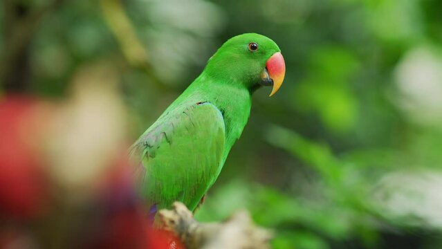 Male Eclectus parrot, Bali, Indonesia