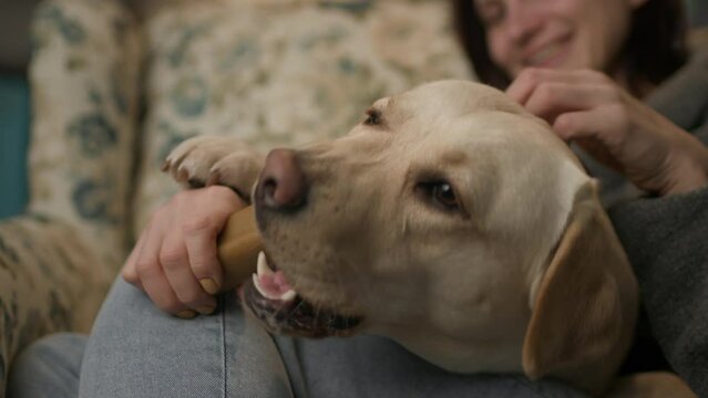 Dog Eating Bone Treat In Owners Hands. Cute purebred bright Labrador Retriever dog lying on sofa with pet owner and eating pet food.