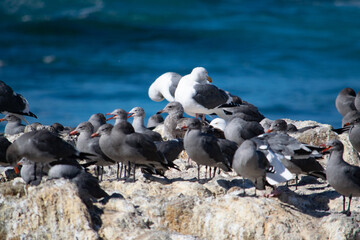 group of seagulls