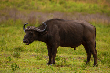 one adult mature male buffalo in a meadow in the African reserve Ngorongoro very close and look at the camera. Close up