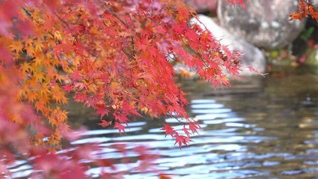 晩秋の枯れ葉交じりの紅葉と池の水面のさざ波