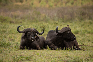 Obraz premium two adult mature male buffalo lie in a meadow in the African reserve Ngorongoro very close and look at the camera. Close up