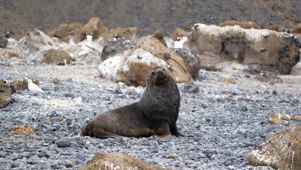 Male Antarctic fur seal (Arctocephalus gazella) at Brown Bluff, Antarctica