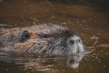 Schwimmender Nutria