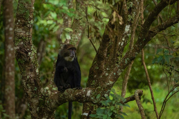Mother and baby golden monkey in Volcanoes National Park, Rwanda