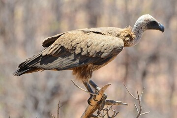Portrait of a juvenile cape vulture, Etosha NP