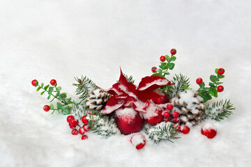 Christmas decoration. Flower of red poinsettia, branches christmas tree, pine cone and red berries covered snow on snow with space for text