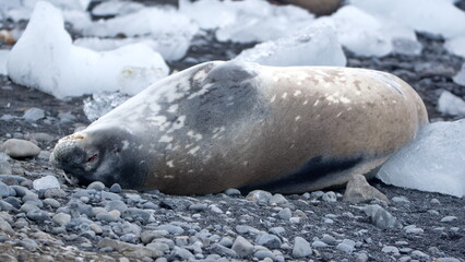 crabeater seal (Lobodon carcinophaga) lying on the ground, among chunks of ice at Brown Bluff, Antarctica