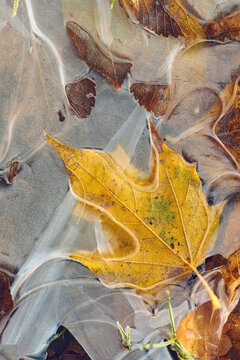 Yellow maple leaf in frozen puddle. High quality photo
