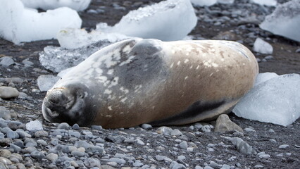 crabeater seal (Lobodon carcinophaga) lying on the ground, among chunks of ice at Brown Bluff, Antarctica