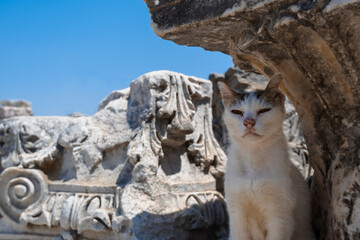 cat in an ancient city