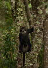 funny golden monkey sits on a tree in the jungle of an african reserve and looks at the camera