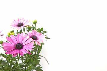 白バックのオステオスペルマム