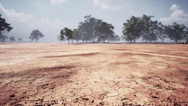 Desert trees in plains of africa under clear sky and dry floor