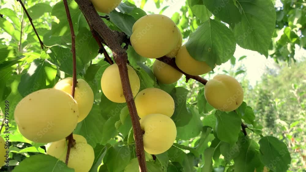 Poster apricots on apricot tree. summer fruits. ripe apricots on a tree branch. close up