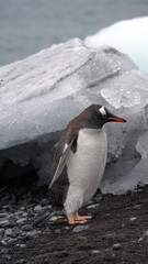 Fototapeta premium Gentoo penguin (Pygoscelis papua) in front of an iceberg at Brown Bluff, Antarctica