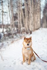 Young red shiba inu dog is sitting on the snow at birch alley