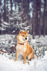 Young red shiba inu dog is sitting on the snow in the forest
