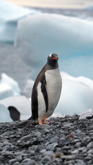 Naklejka premium Gentoo penguin (Pygoscelis papua) on the beach at Brown Bluff, Antarctica