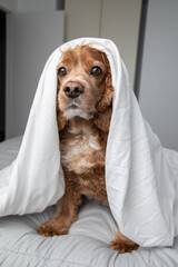 Bedroom portrait of a cocker spaniel dog sitting in bed. He has a white bed sheet draping over his head. He is at home and is relaxed. 