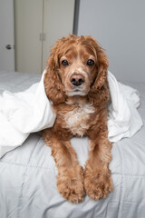 Portrait of a cocker spaniel dog laying in bed. He has a wrapped in a white bed sheet . This photo was taken in a bedroom at his home. He is resting.