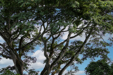 green forest background, branches of large trees with foliage