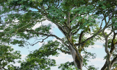 green forest background, branches of large trees with foliage