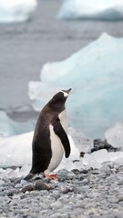 Obraz premium Gentoo penguin (Pygoscelis papua) on the beach at Brown Bluff, Antarctica