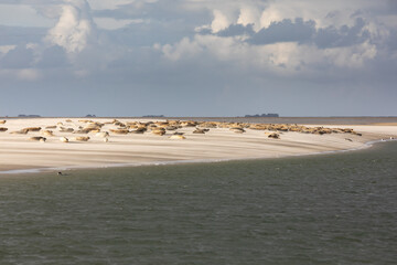 Seals on Norderoogsand - 547791781