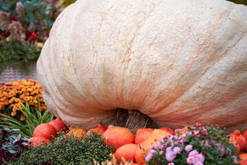 Harvest festival with autumn pumpkins and vegetables. Sale of agricultural crops on the outdoor...
