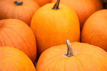 Harvest festival with autumn pumpkins and vegetables, background. Sale of agricultural crops on the outdoor market after the holiday