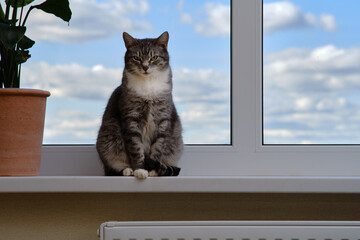 Adult gray cat near the window, pet on a white window sill indoor home