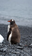 Fototapeta premium Gentoo penguin (Pygoscelis papua) on the beach at Brown Bluff, Antarctica