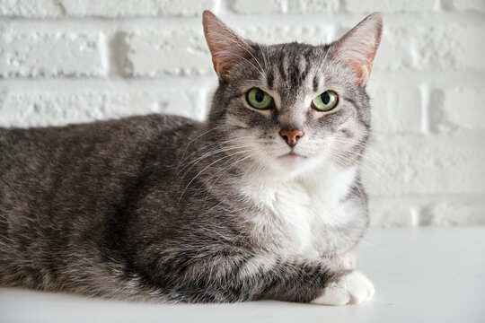Grey senior cat on the background of a white brick wall. An adult pet with green eyes is lying on a white table. Ten year old pet