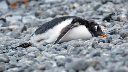 Fototapeta premium Gentoo penguin (Pygoscelis papua) chick lying in the rocks at Brown Bluff, Antarctica
