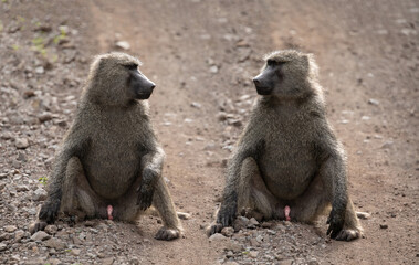 Two fanny large male chacma baboon (Papio ursinus) sitting on the road in South Africas reserve....