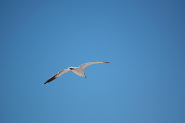 flying birds in the sky