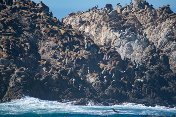 waves crashing on the rocks with sea lions