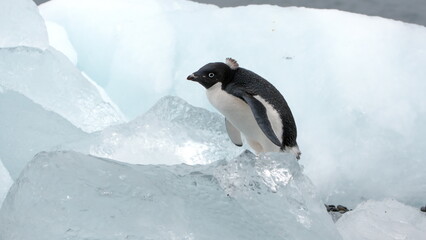Adelie penguin (Pygoscelis adeliae) chick molting in front of a chunk of ice at Brown Bluff, Antarctica © Angela