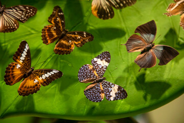 Obraz premium Butterfly varieties in the tropical butterfly garden of Konya.