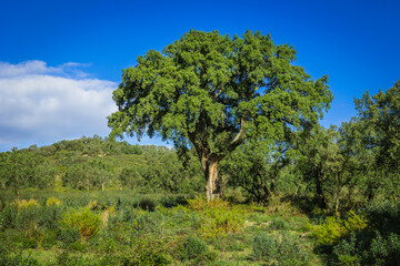 Cork tree in the countryside of Ribatejo in the portuguese village of Chamusca - Portugal