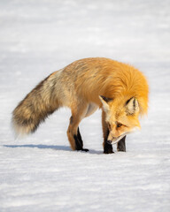 Fototapeta premium red fox vulpes