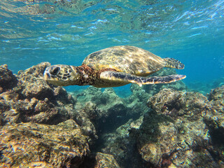 green sea turtle