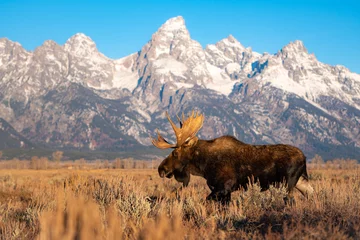 Fotobehang Tetongebergte bull moose in the mountains