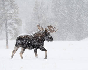 bull moose in snow storm