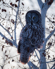 great grey owl